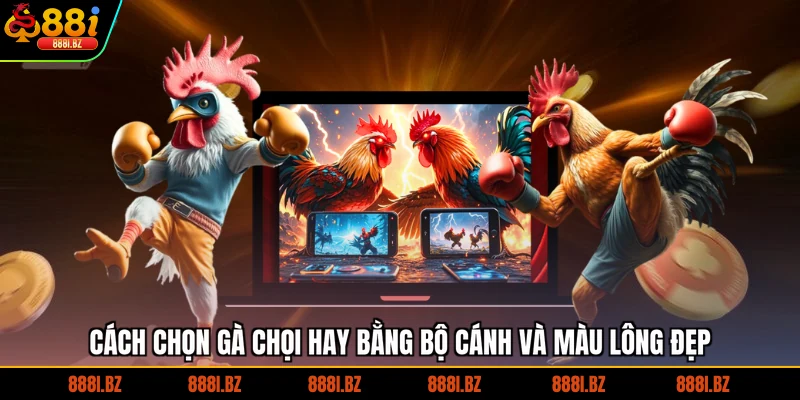 Cách chọn gà chọi hay bằng bộ cánh và màu lông đẹp