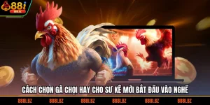 Tìm Hiểu Cách Chọn Gà Chọi Hay Cho Sư Kê Mới Vào Nghề