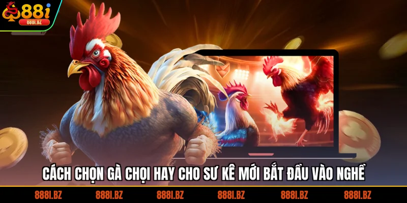 Tìm Hiểu Cách Chọn Gà Chọi Hay Cho Sư Kê Mới Vào Nghề