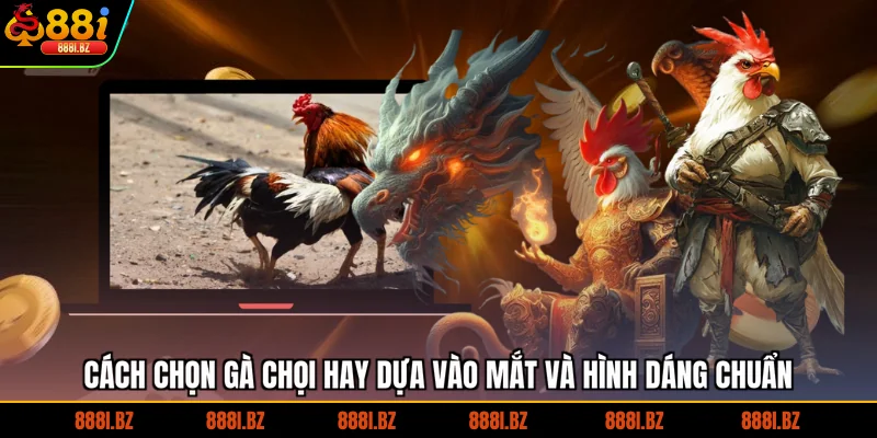 Cách chọn gà chọi hay dựa vào mắt và hình dáng chuẩn