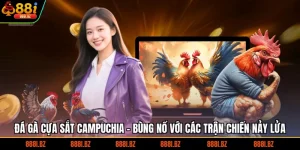 Đá Gà Cựa Sắt Campuchia - Bùng Nổ Với Các Trận Chiến Nảy Lửa